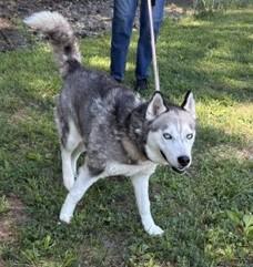 SKY, a ADOPTABLE Husky in Tappahannock, VA image 4/4