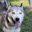 SKY, a ADOPTABLE Husky in Tappahannock, VA image 1/4