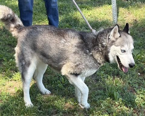 SKY, a ADOPTABLE Husky in Tappahannock, VA image 2/4