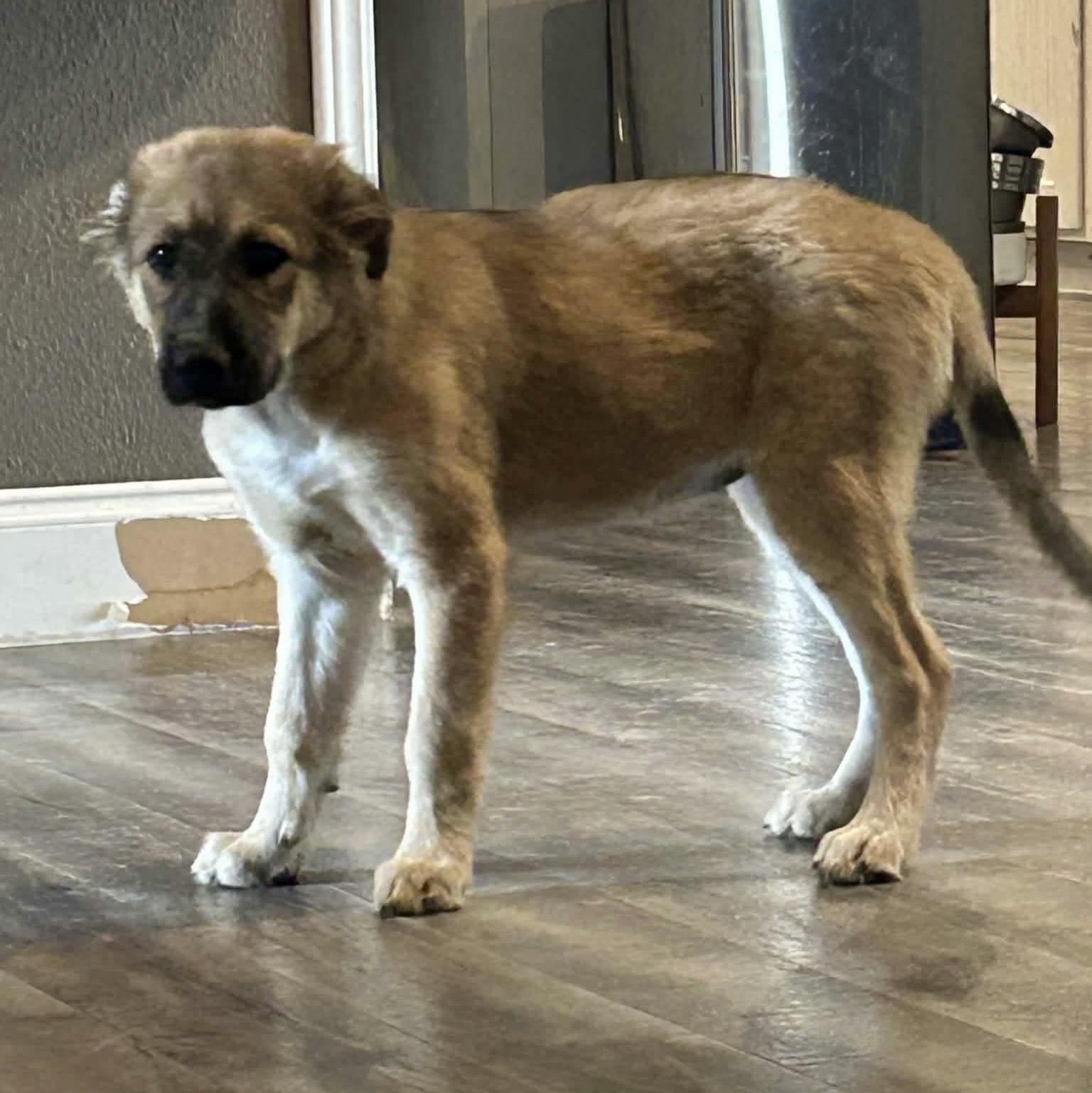 Sheppy, a ADOPTABLE mixed breed in Amarillo, TX image 5/6