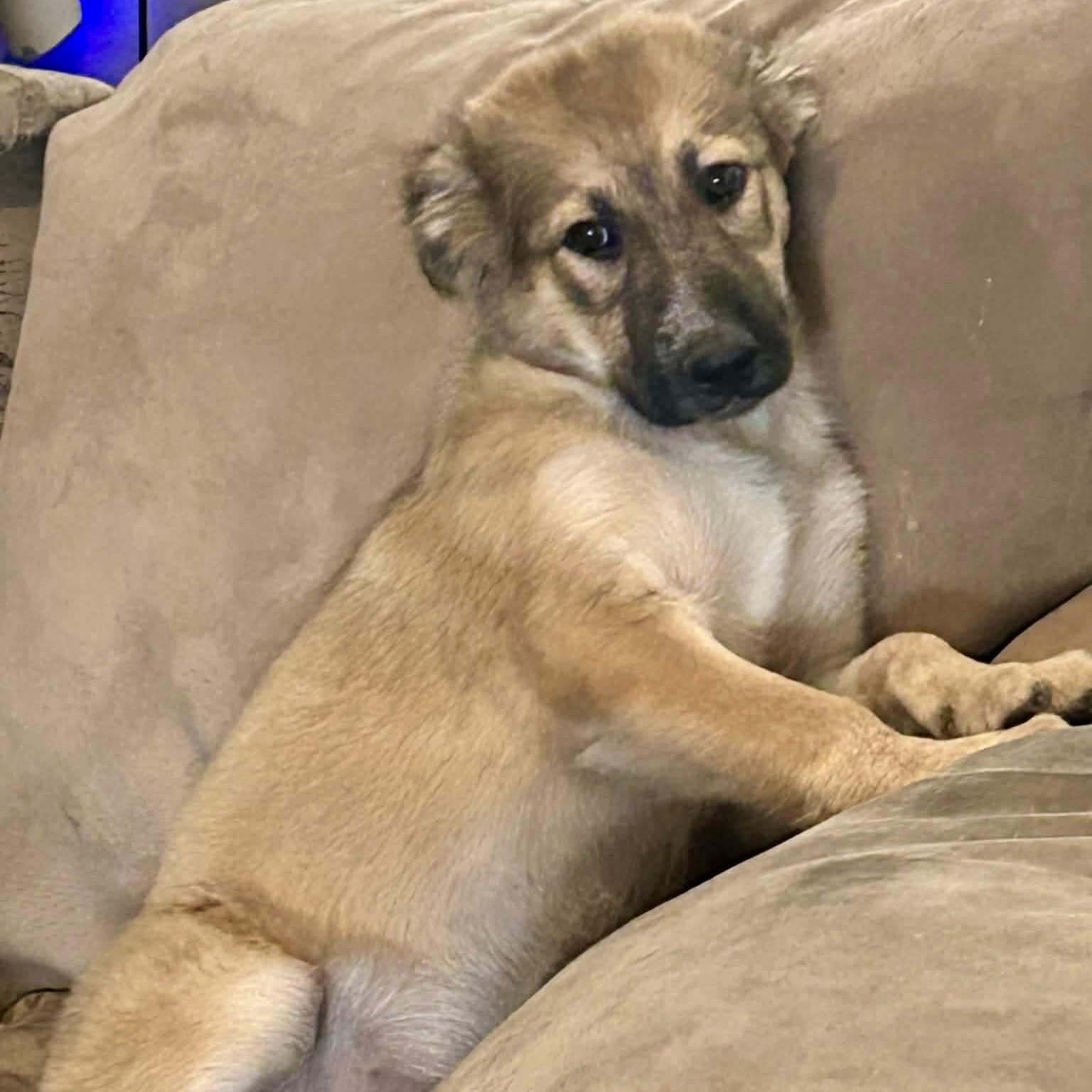 Sheppy, a ADOPTABLE mixed breed in Amarillo, TX image 4/6