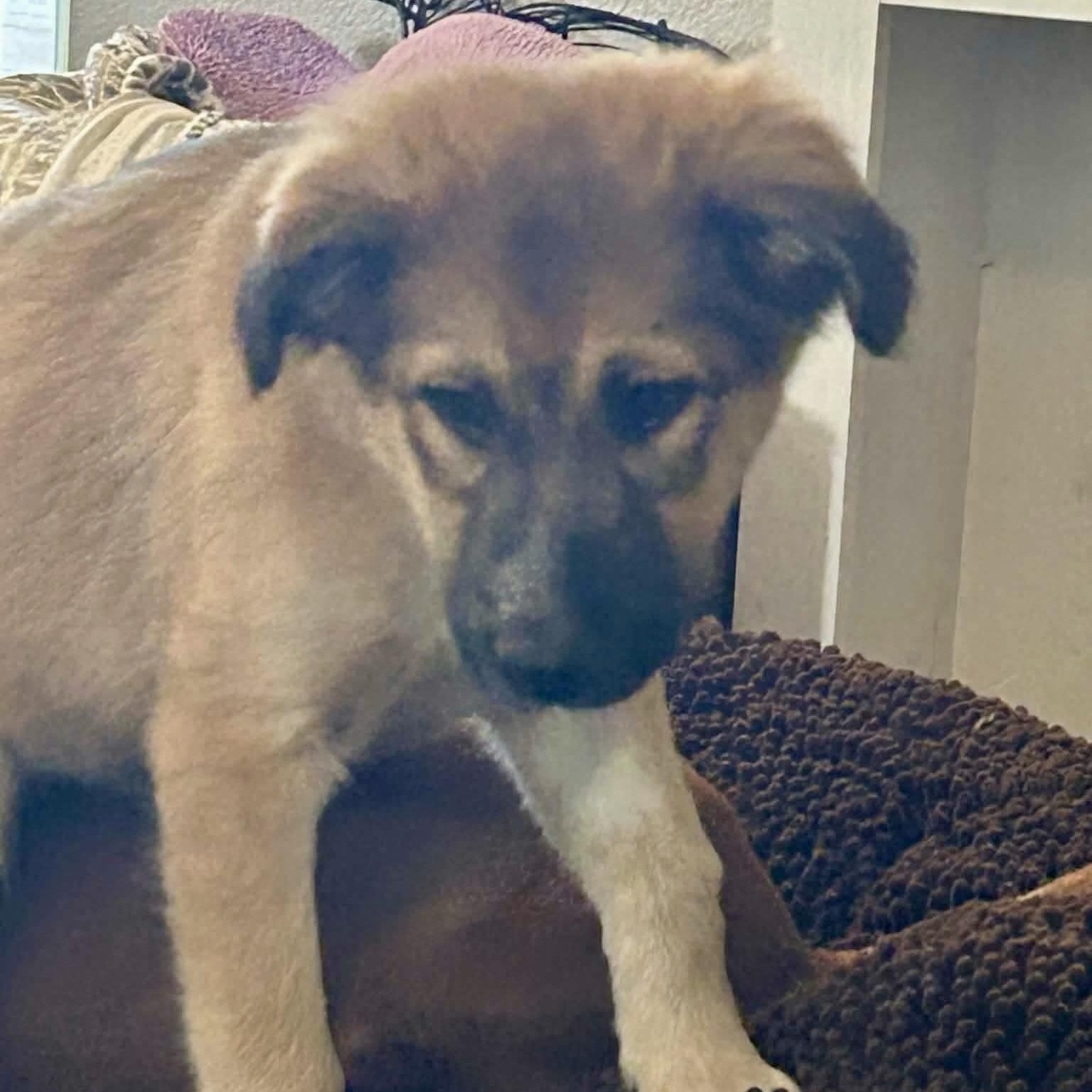 Sheppy, a ADOPTABLE mixed breed in Amarillo, TX image 6/6