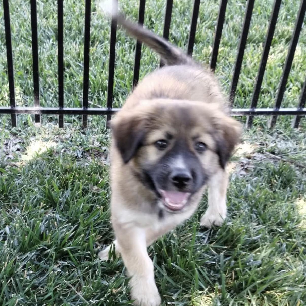Sheppy, a ADOPTABLE mixed breed in Amarillo, TX image 3/6