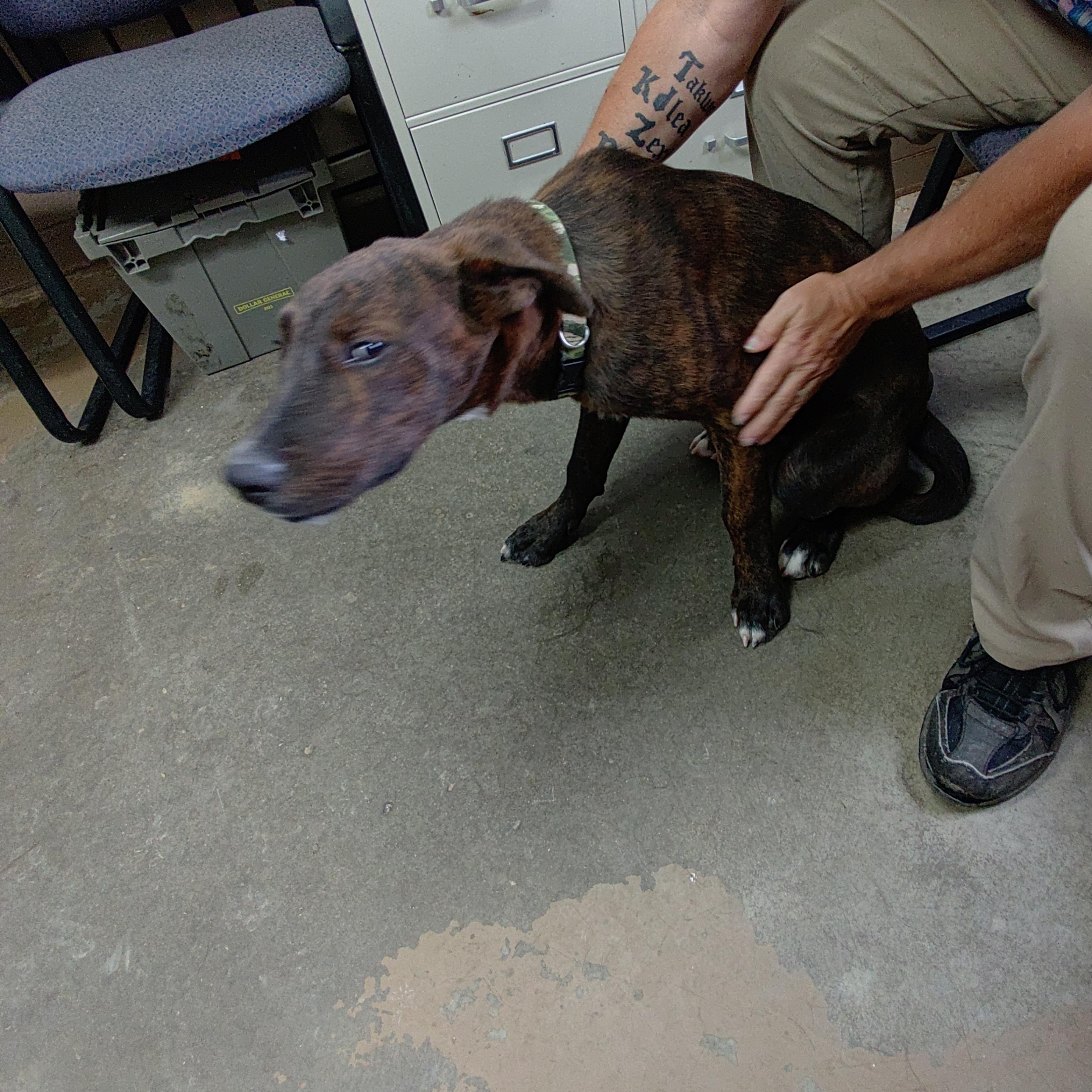 Enlarge 26-104, a Adopted mixed breed in Carrollton, OH image 2/3