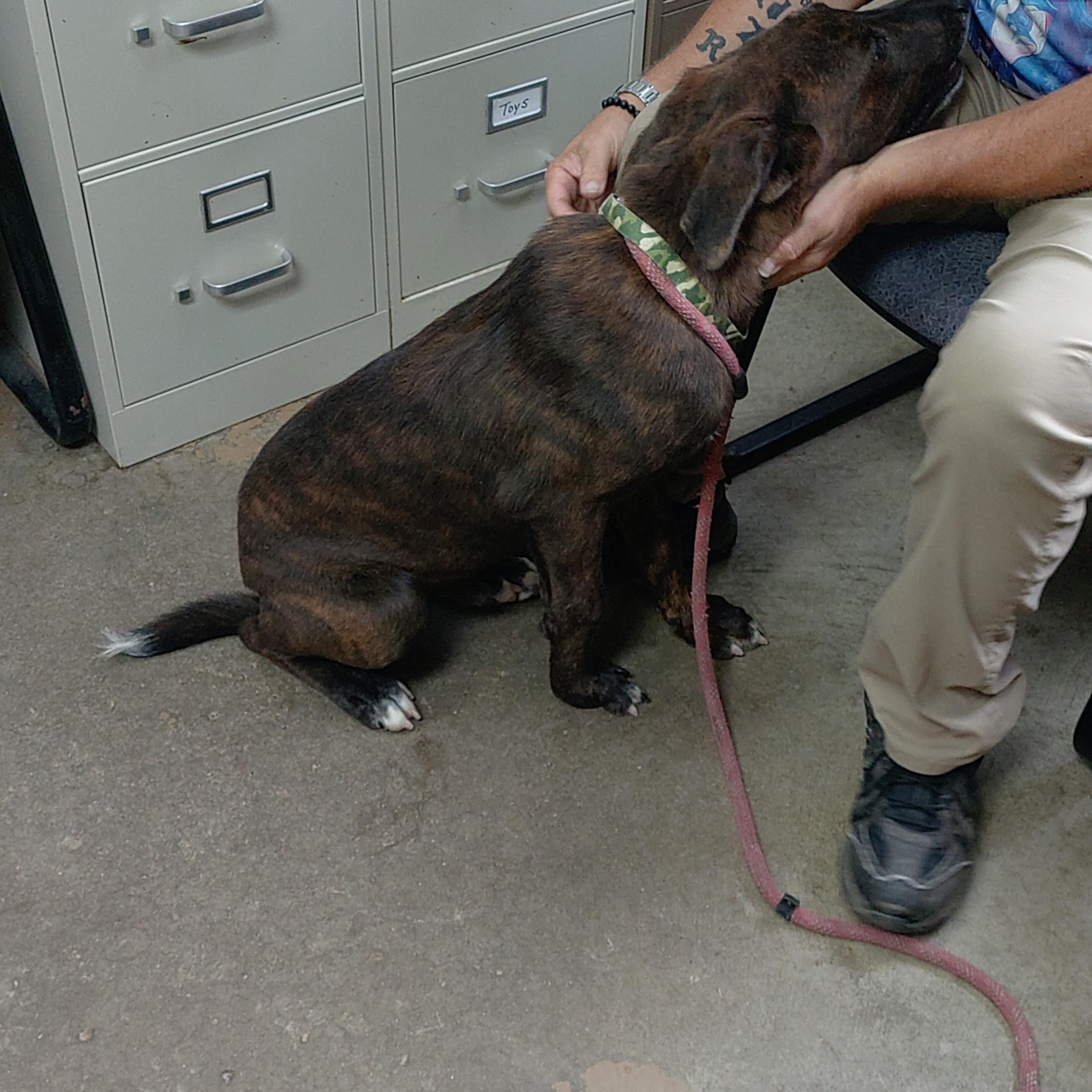 Enlarge 26-104, a Adopted mixed breed in Carrollton, OH image 3/3