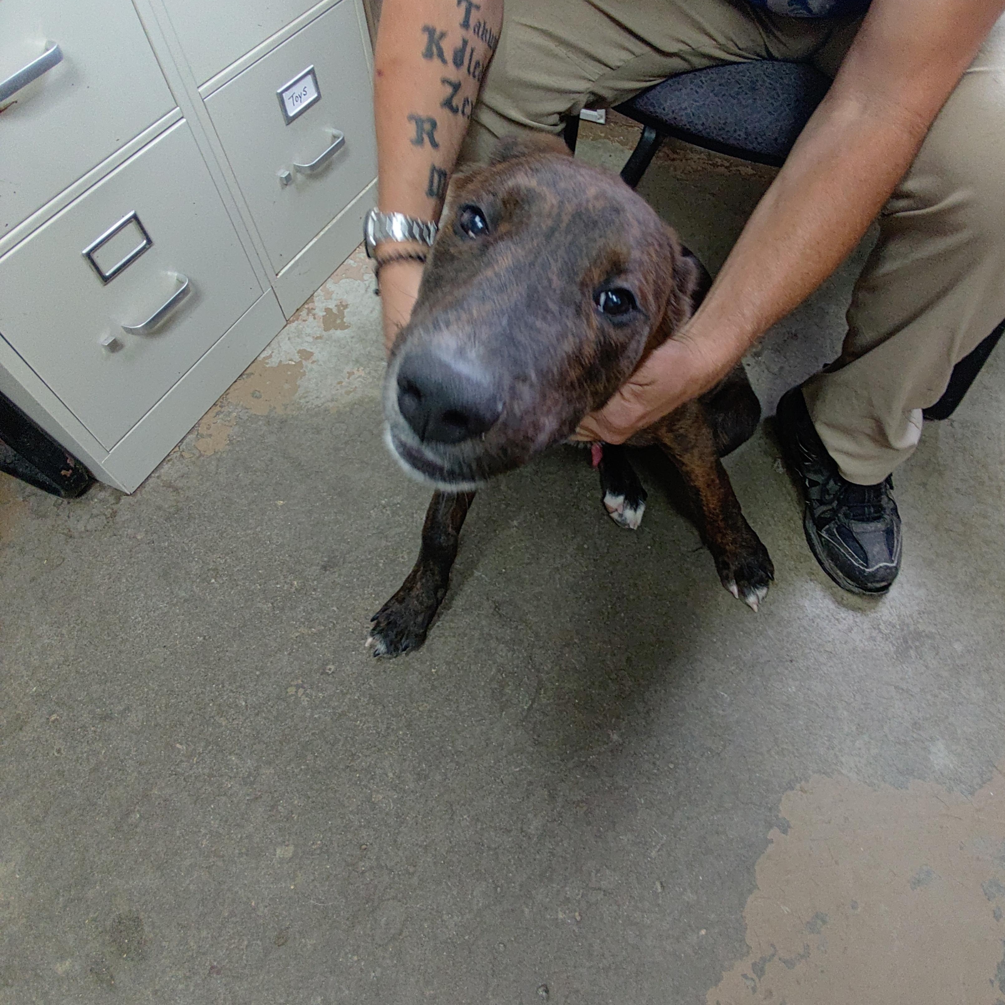 26-104, Adopted, Young Male Labrador Retriever.