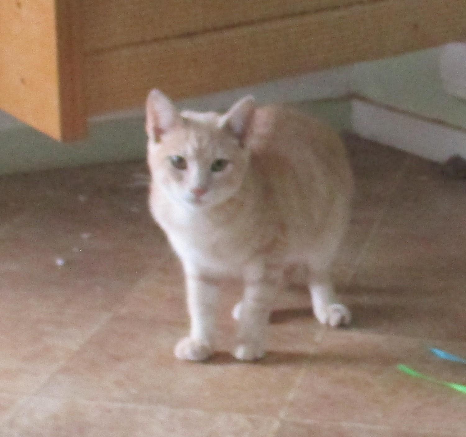 Enlarge BLAZE, a Adoptable American Shorthair in Troutman, NC image 4/6