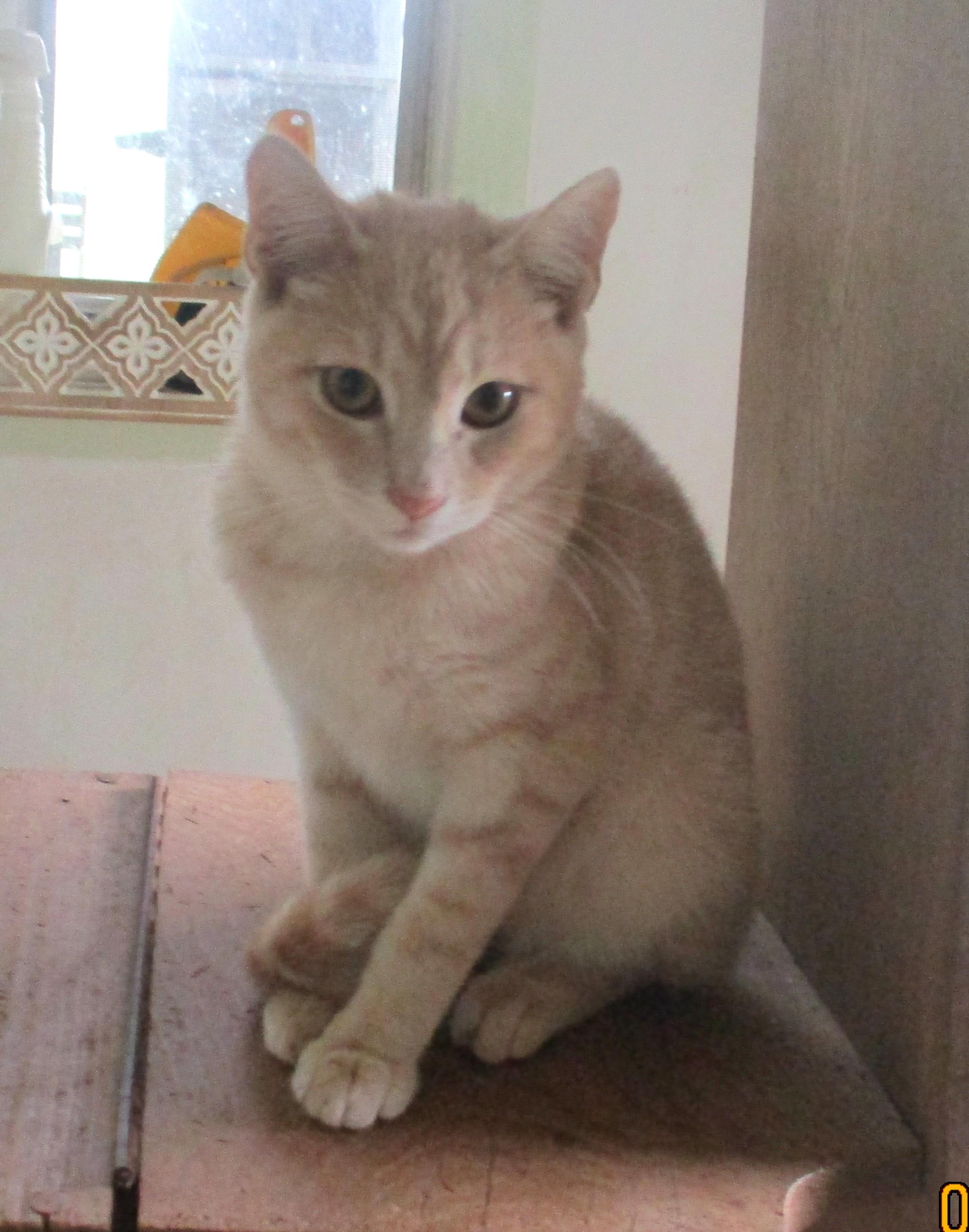 Enlarge BLAZE, a Adoptable American Shorthair in Troutman, NC image 3/6