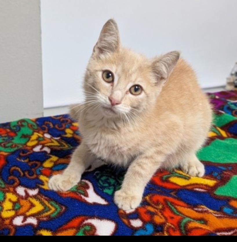 Enlarge BLAZE, a Adoptable American Shorthair in Troutman, NC image 1/6