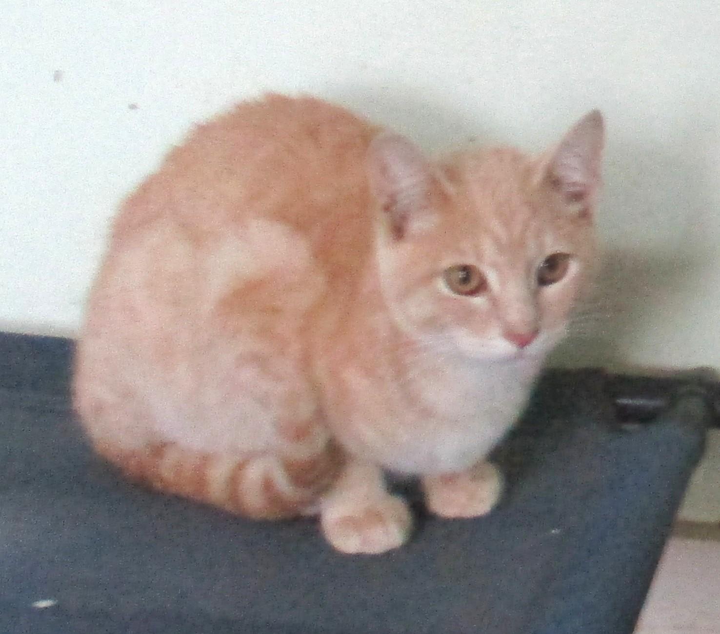 Enlarge BLAZE, a Adoptable American Shorthair in Troutman, NC image 2/6