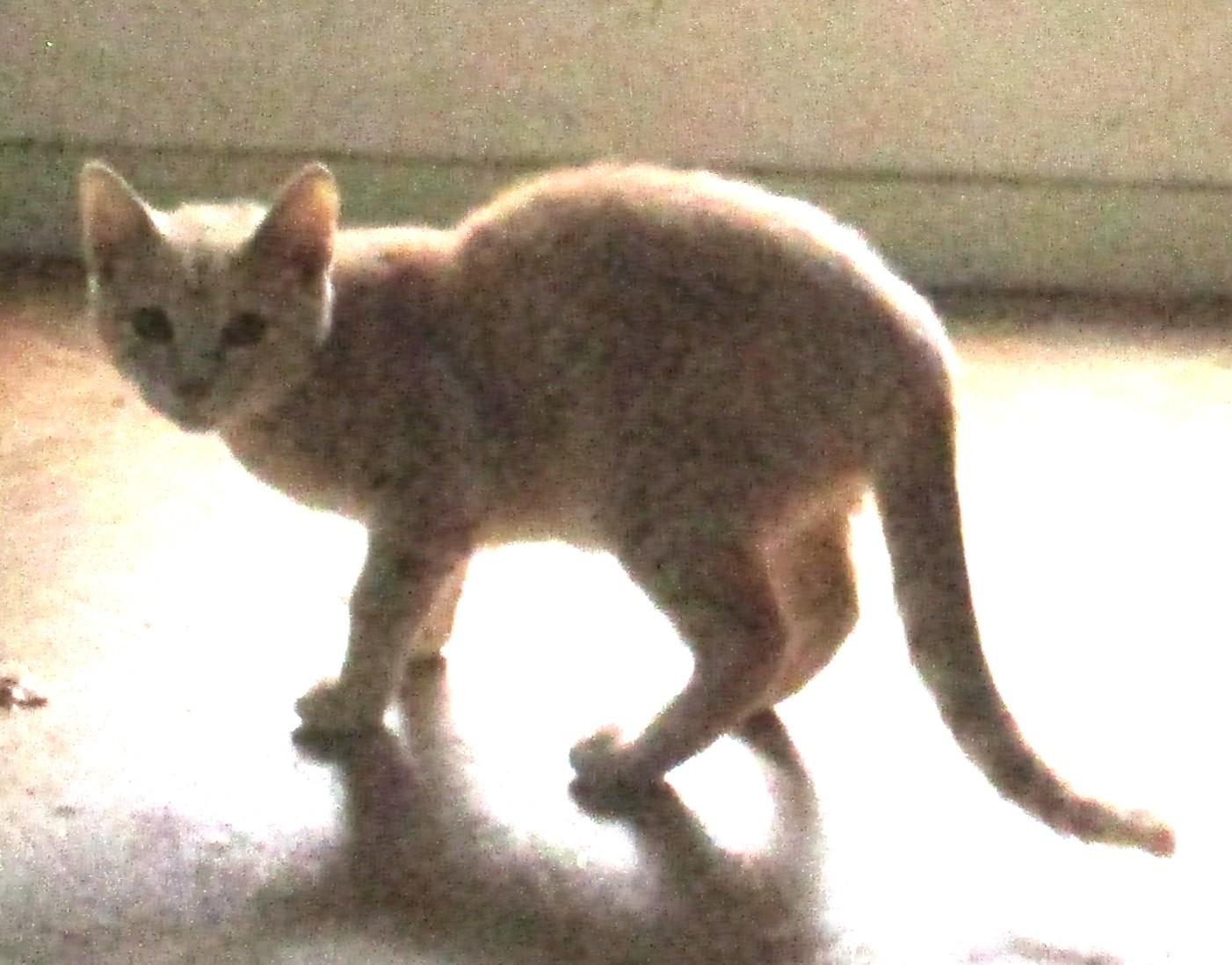 Enlarge BLAZE, a Adoptable American Shorthair in Troutman, NC image 6/6