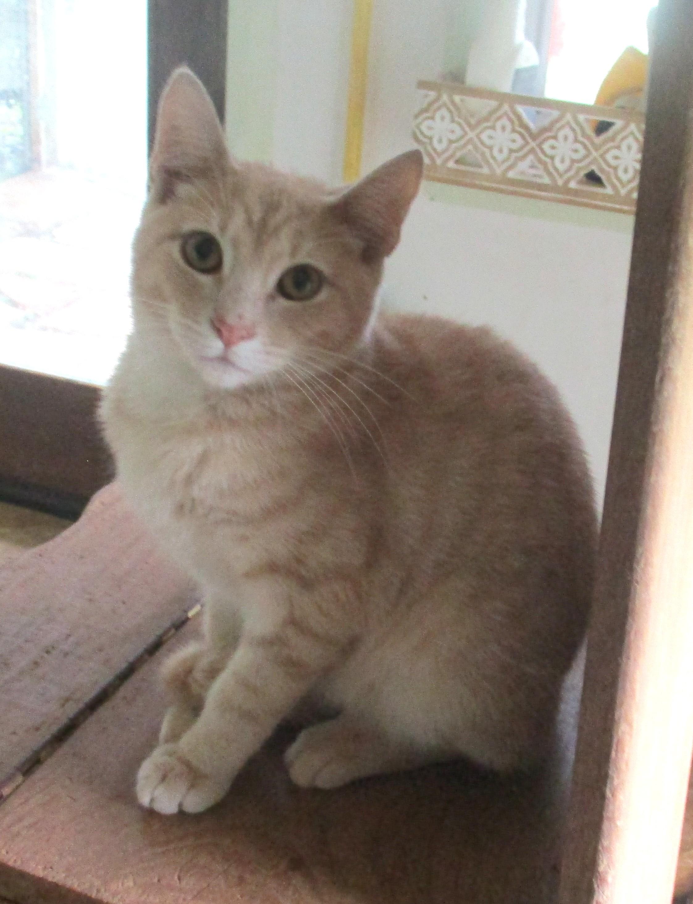 Enlarge BLAZE, a Adoptable American Shorthair in Troutman, NC image 5/6