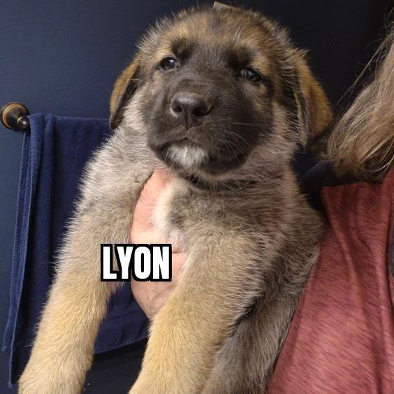 Lyon, ADOPTABLE, Puppy Male German Shepherd Dog & Husky.