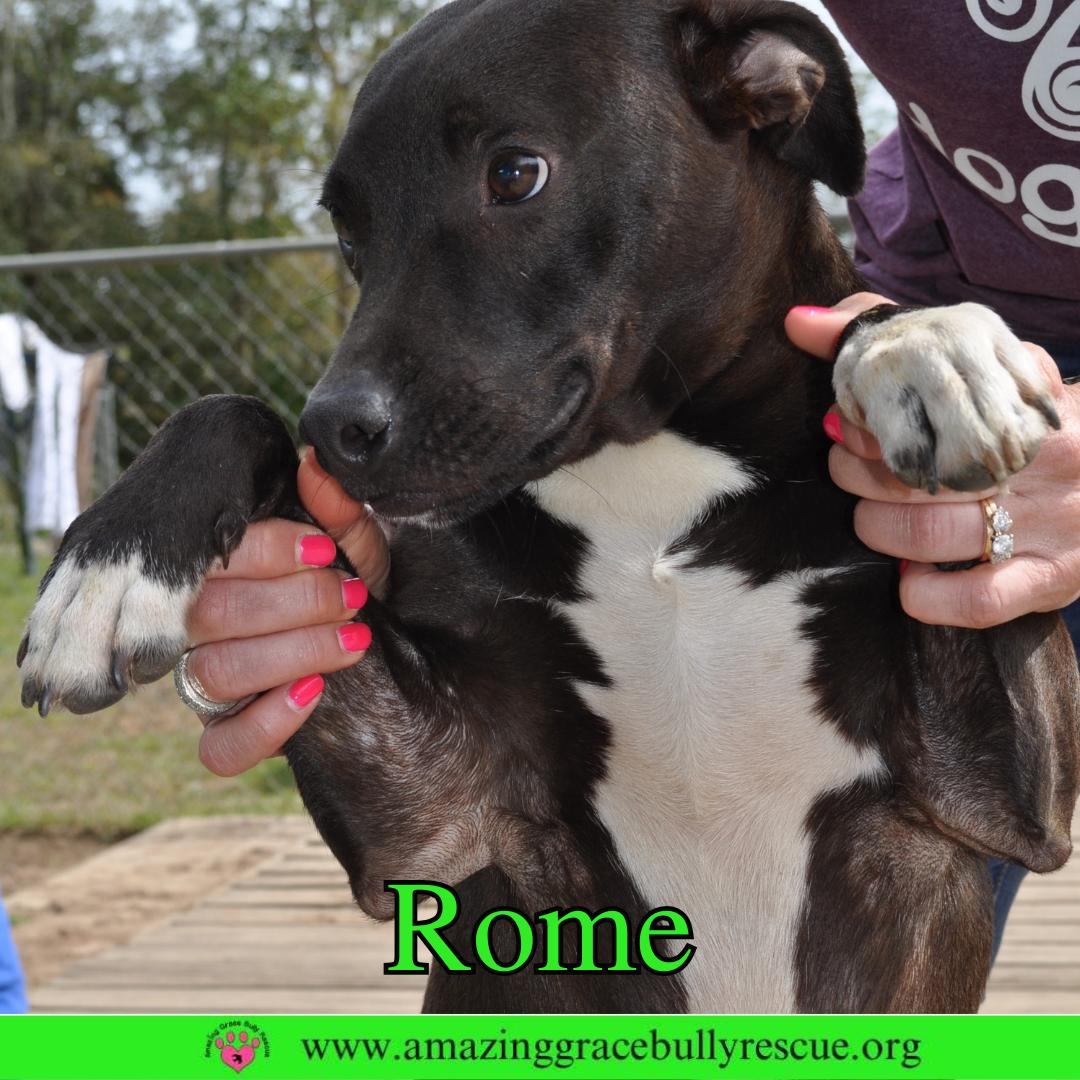 Rome, Adoptable, Young Male Labrador Retriever.