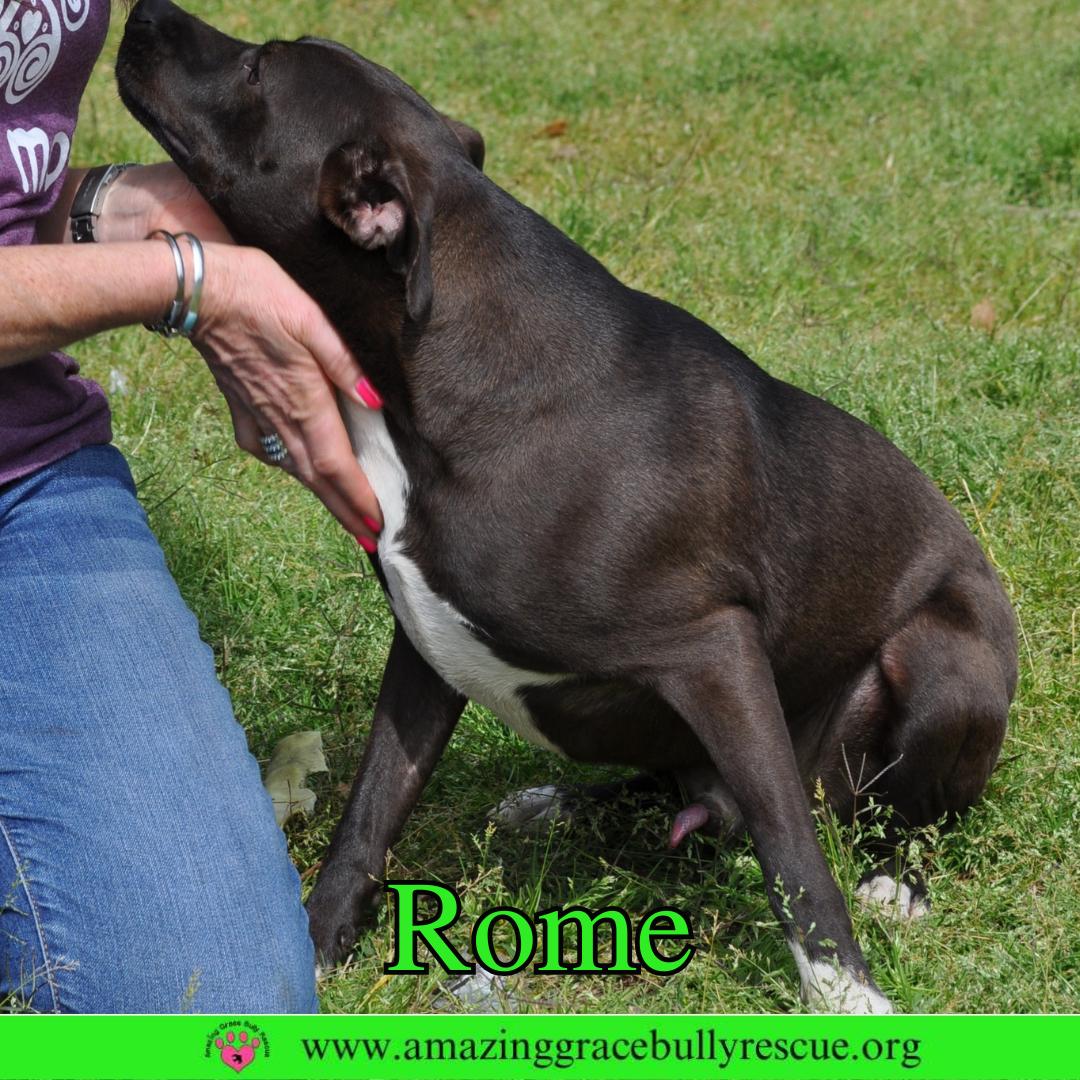 Rome, a Adoptable Labrador Retriever in Pensacola, FL image 2/3