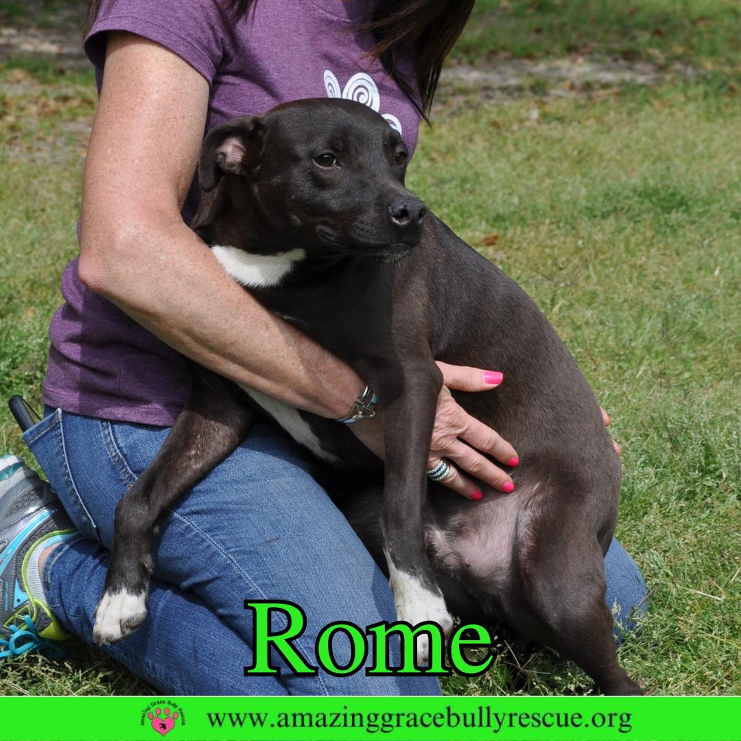 Enlarge Rome, a Adoptable Labrador Retriever in Pensacola, FL image 3/3
