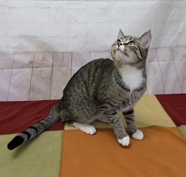 Enlarge Cashmere, a Adoptable Domestic Short Hair in Red Wing, MN image 3/3
