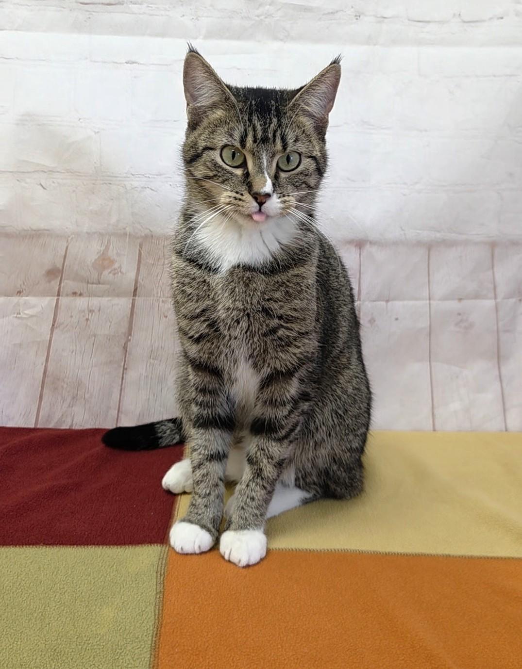 Enlarge Cashmere, a Adoptable Domestic Short Hair in Red Wing, MN image 2/3