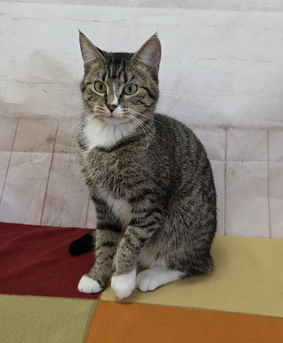 Cashmere, Adoptable, Young Female Domestic Short Hair.