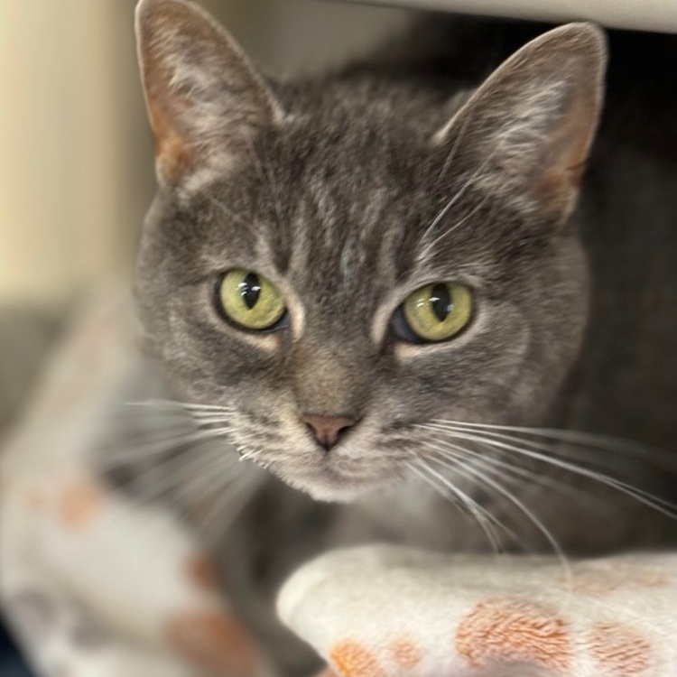 Cat for adoption Dorian, a Domestic Short Hair & Tiger Mix in Batavia