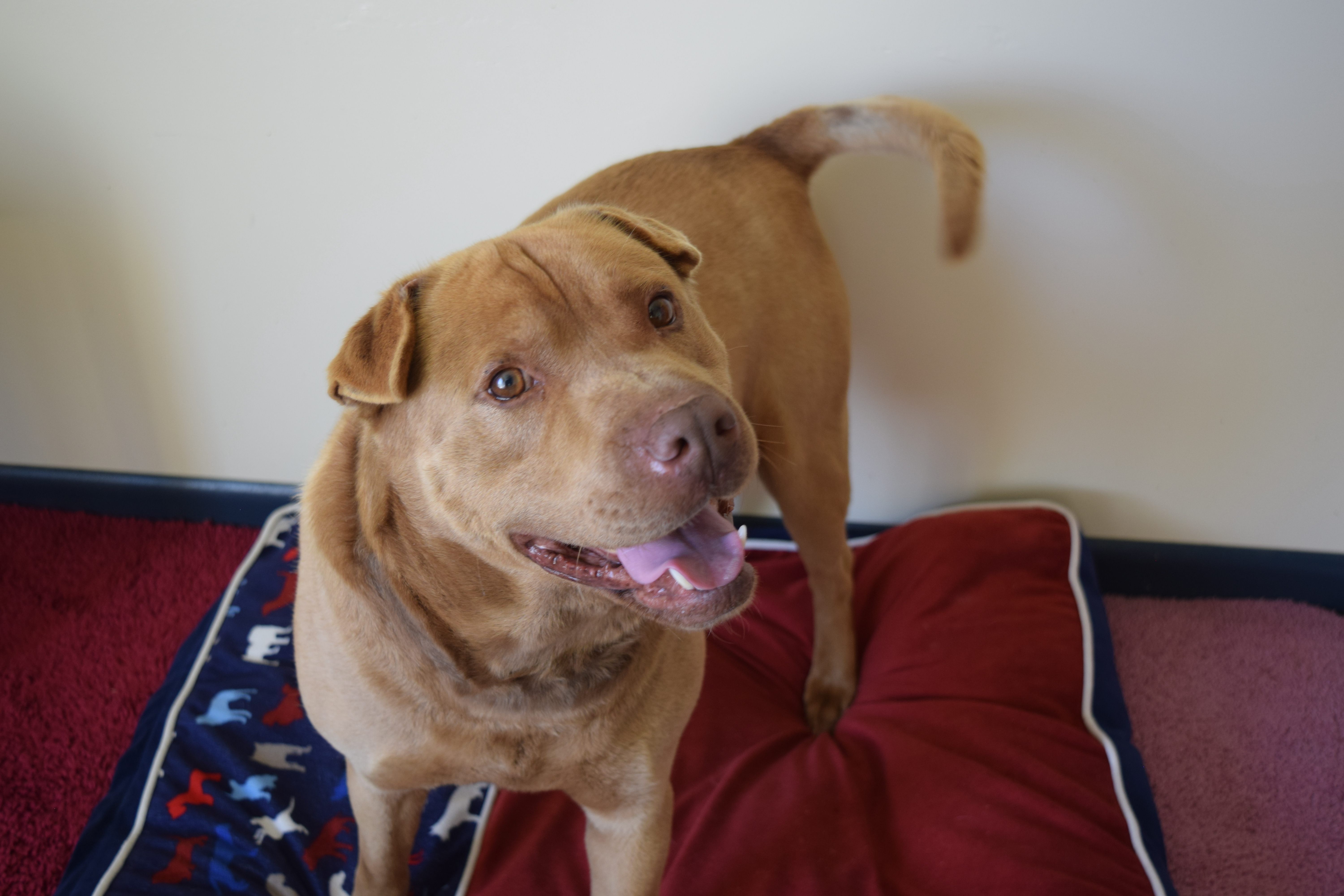 Malcolm, Adult Male Mastiff