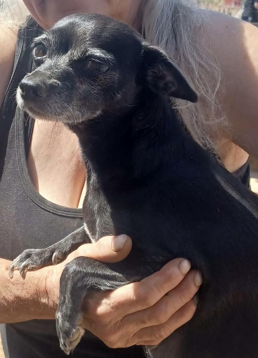 Madaphyte, ADOPTABLE, Adult Female Chihuahua & Jack Russell Terrier.