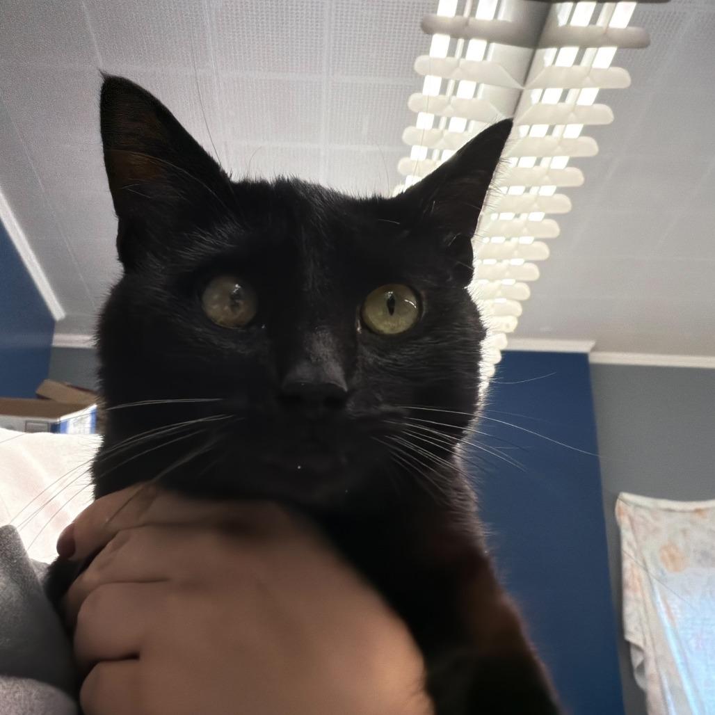 Enlarge Joey, a Adoptable Domestic Short Hair in Oak Hill, WV image 1/1