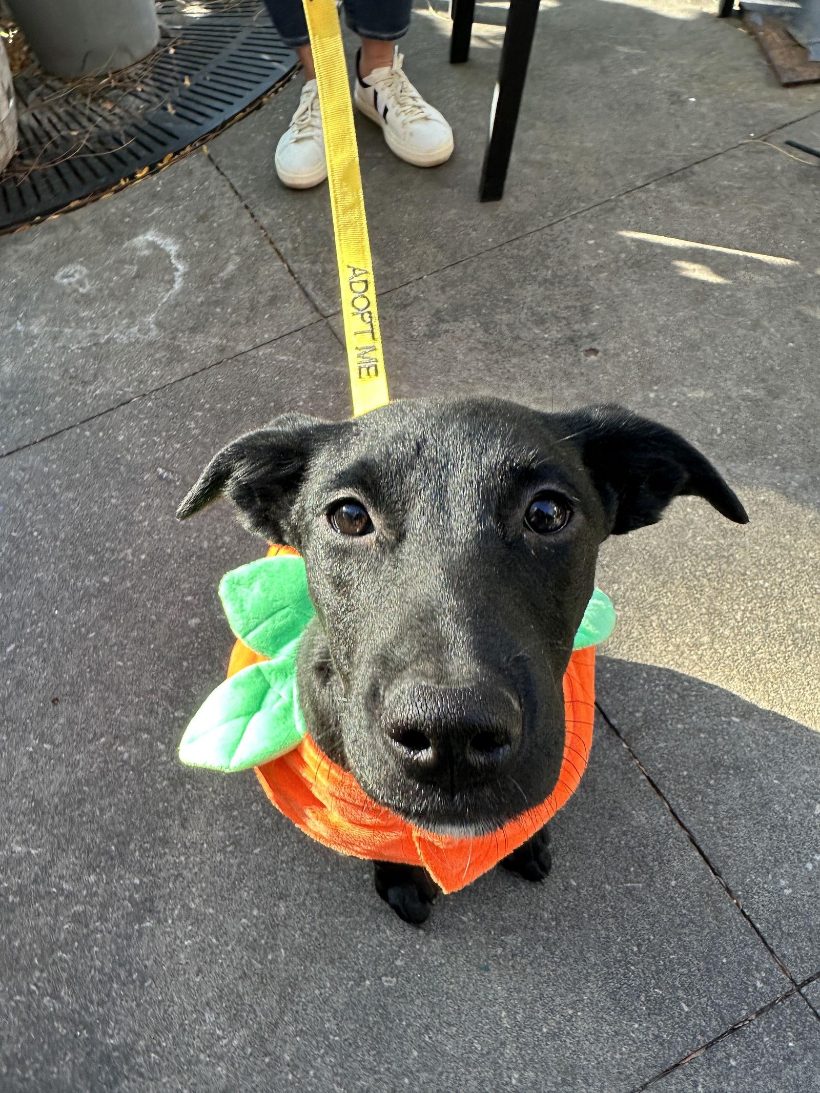 Enlarge Venus, a Adopted Labrador Retriever in Merriam, KS image 1/3
