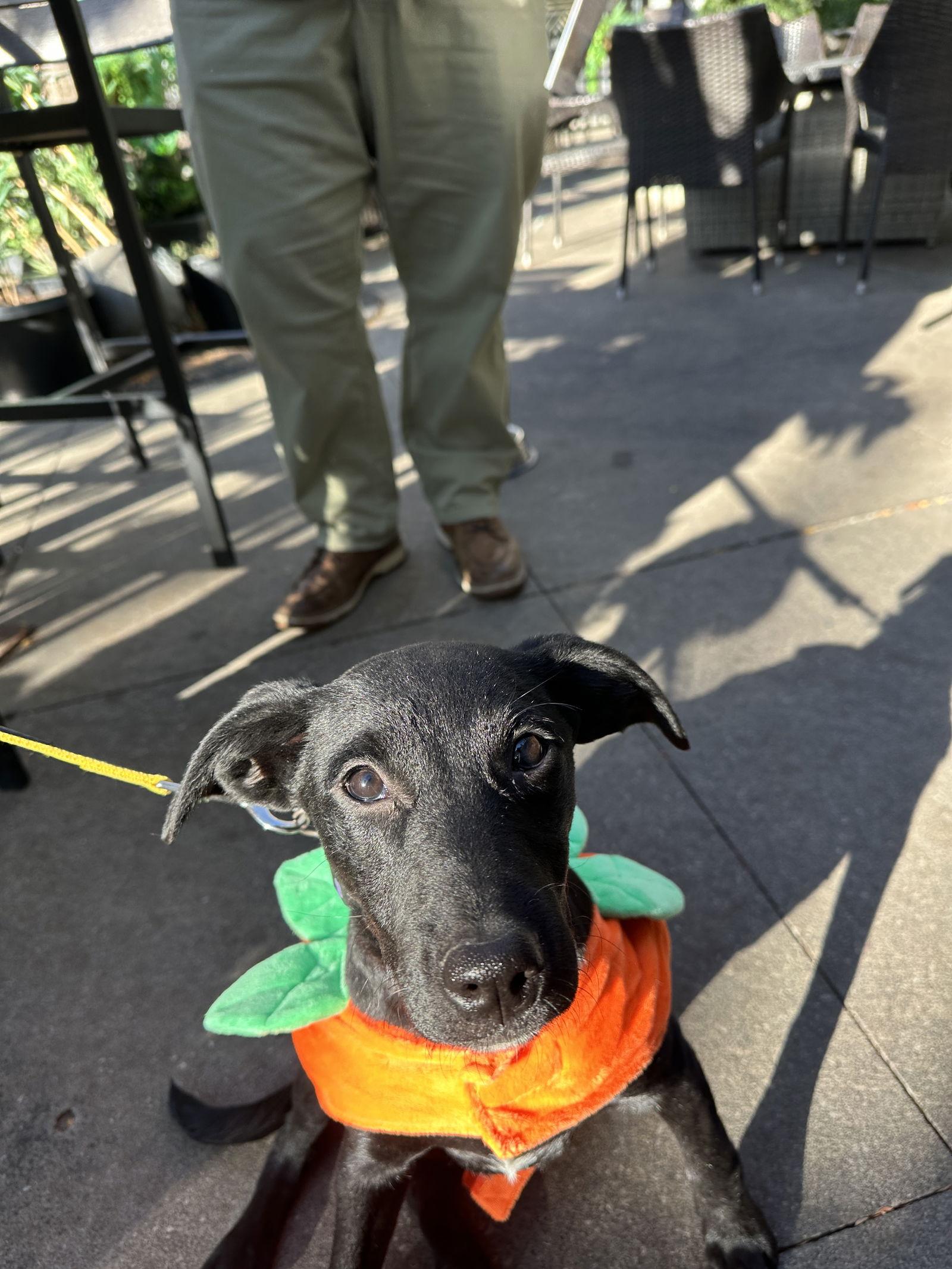 Enlarge Venus, a Adopted Labrador Retriever in Merriam, KS image 3/3