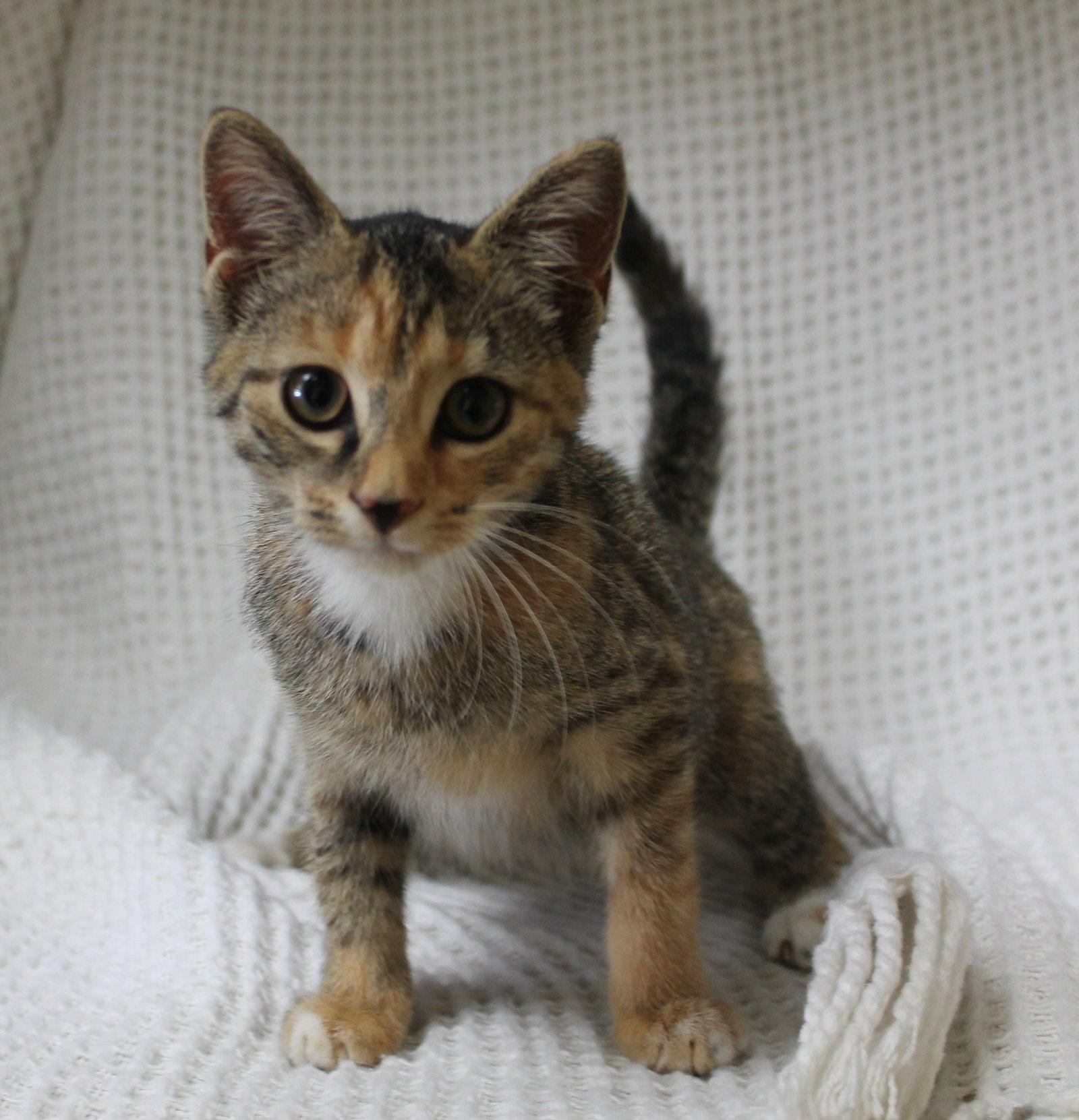 Meeka - 44440, Adoptable, Kitten Female Domestic Short Hair & Tabby.