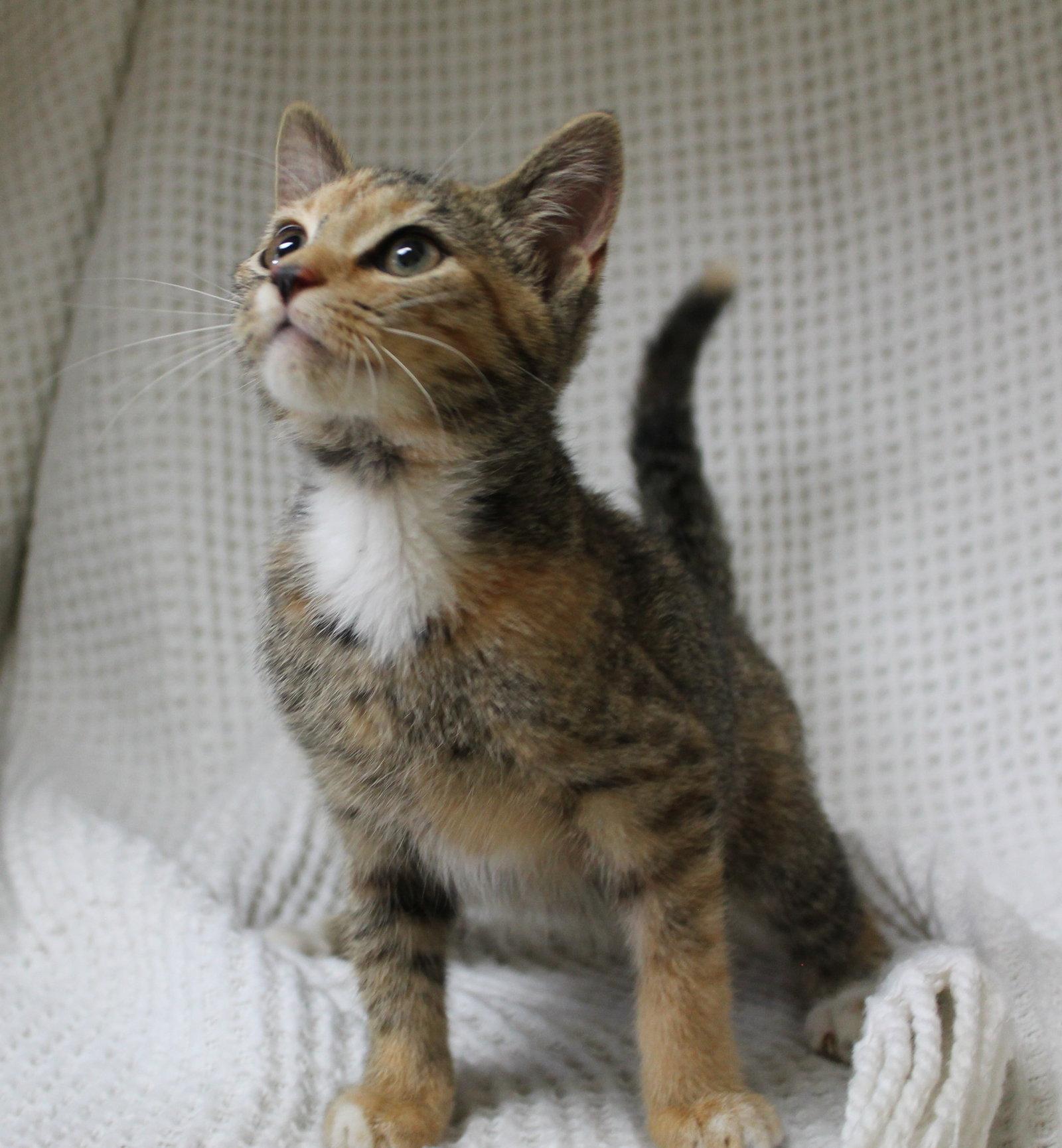Enlarge Meeka - 44440, a Adoptable mixed breed in Prattville, AL image 2/3