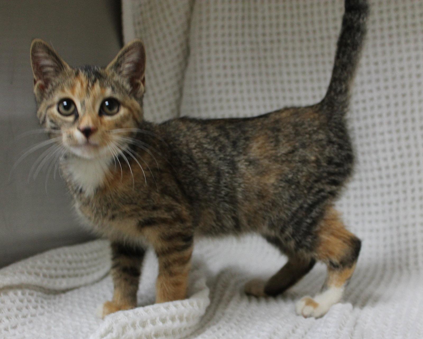 Enlarge Meeka - 44440, a Adoptable mixed breed in Prattville, AL image 3/3