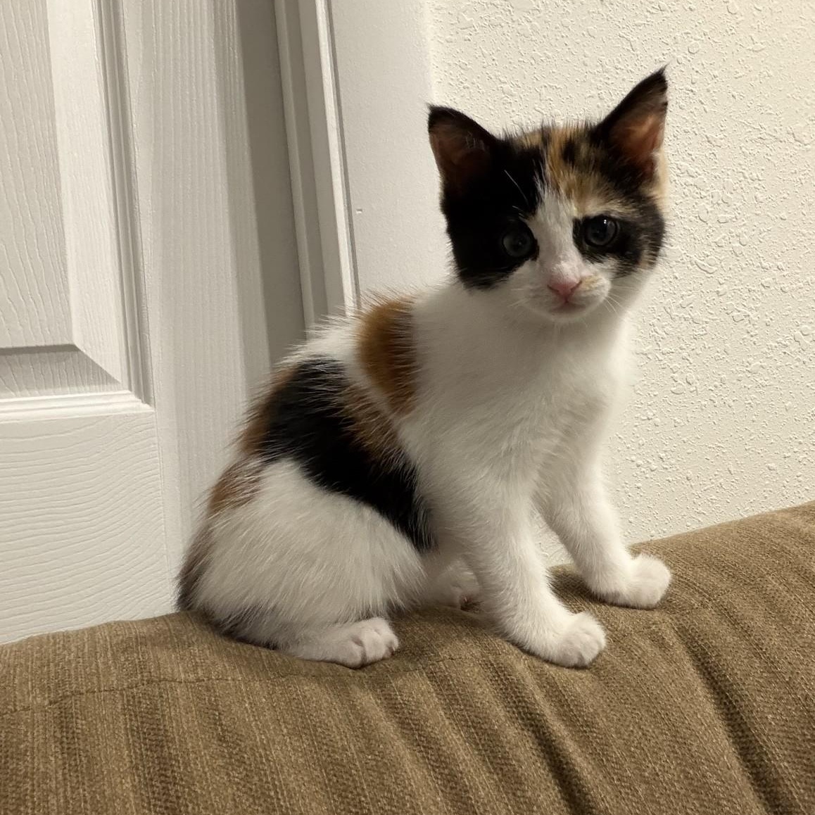 Enlarge Meredith G, an adopted Calico in Fresno, CA image 3/3