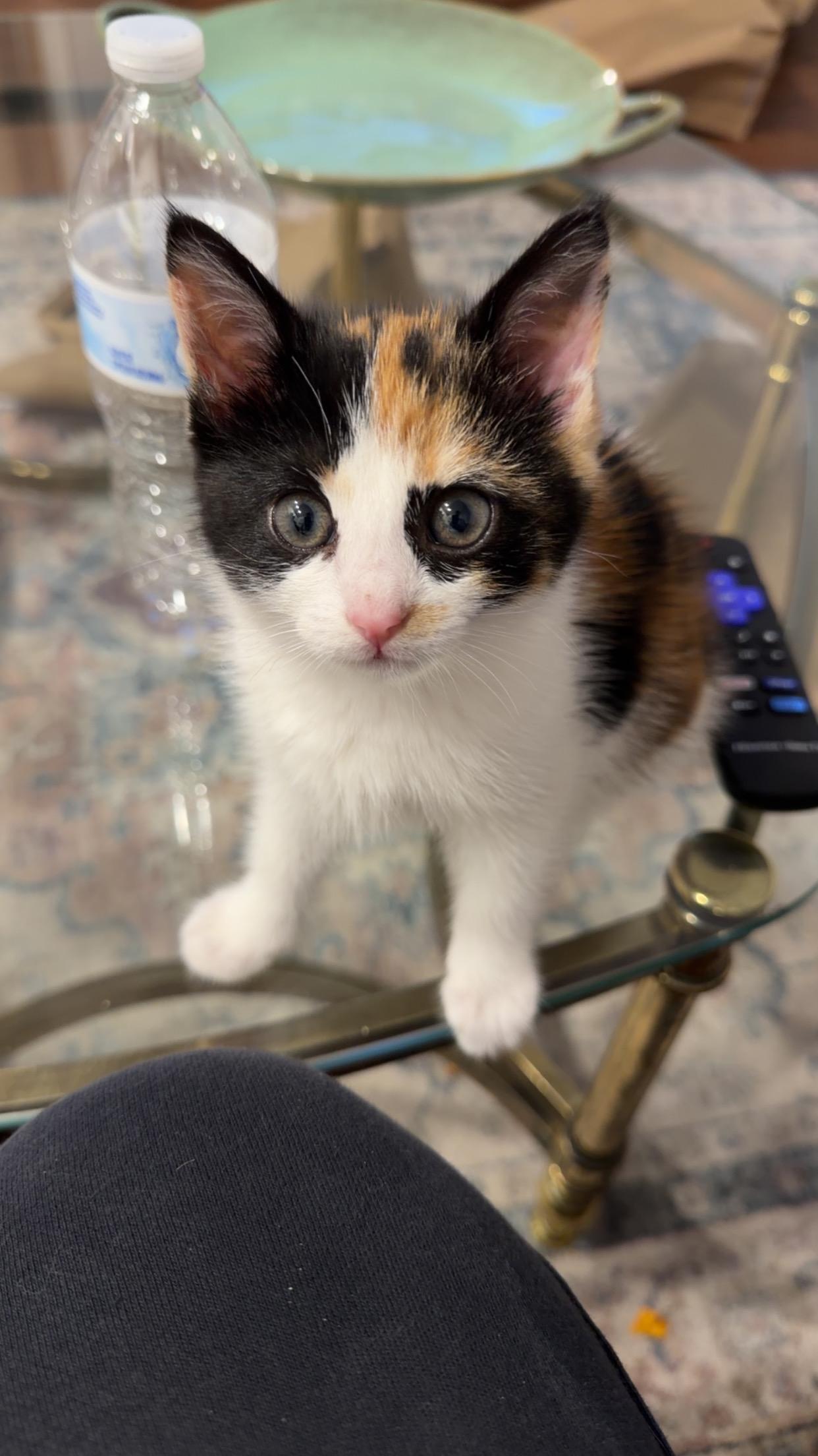 Enlarge Meredith G, an adopted Calico in Fresno, CA image 2/3