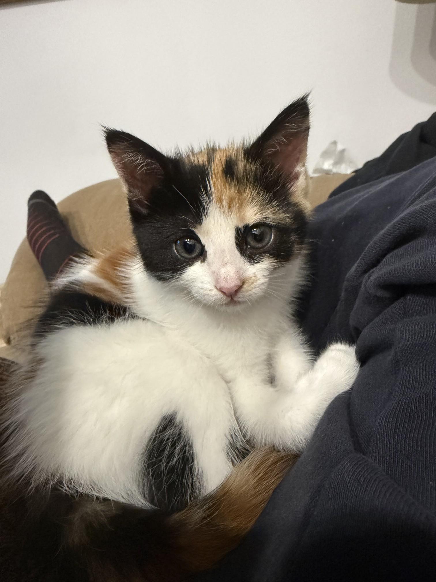 Enlarge Meredith G, an adopted Calico in Fresno, CA image 1/3