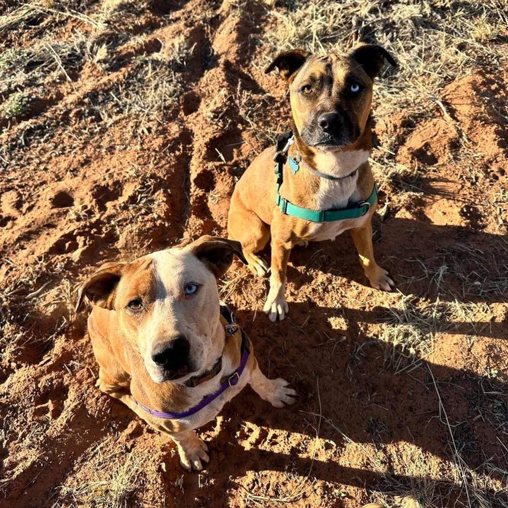 Chickadee, a Adoptable mixed breed in Kanab, UT image 2/6