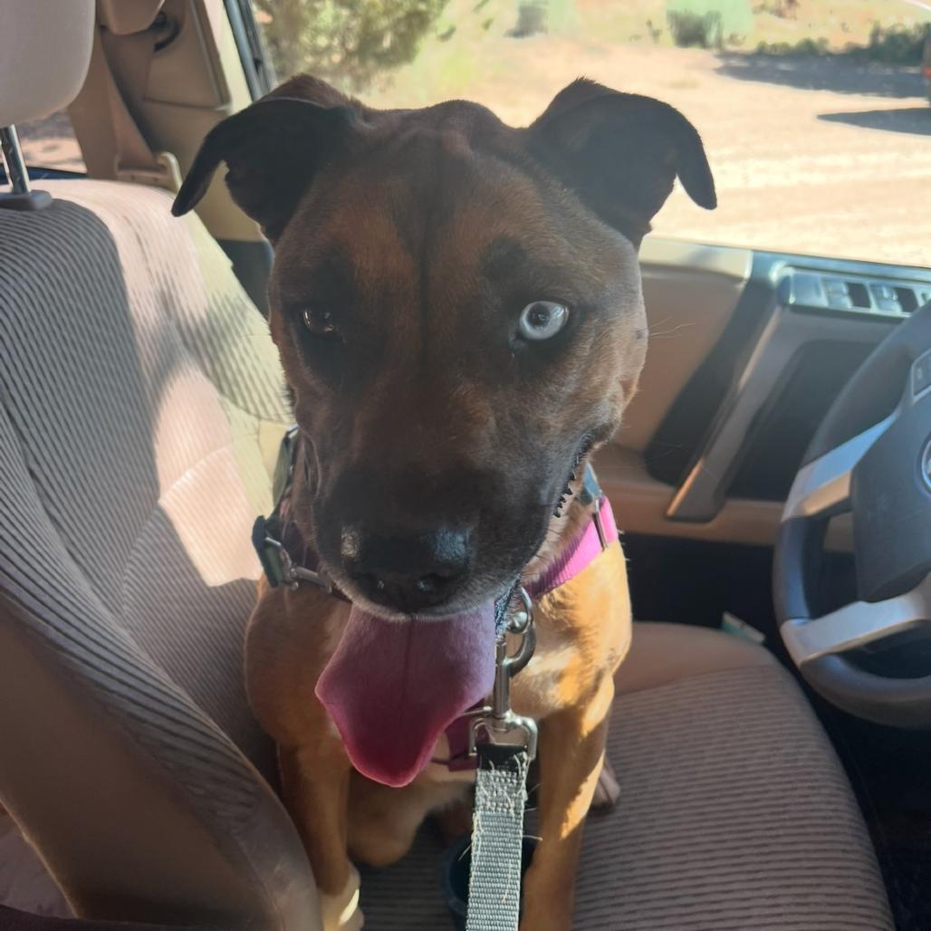 Chickadee, a Adoptable mixed breed in Kanab, UT image 4/6
