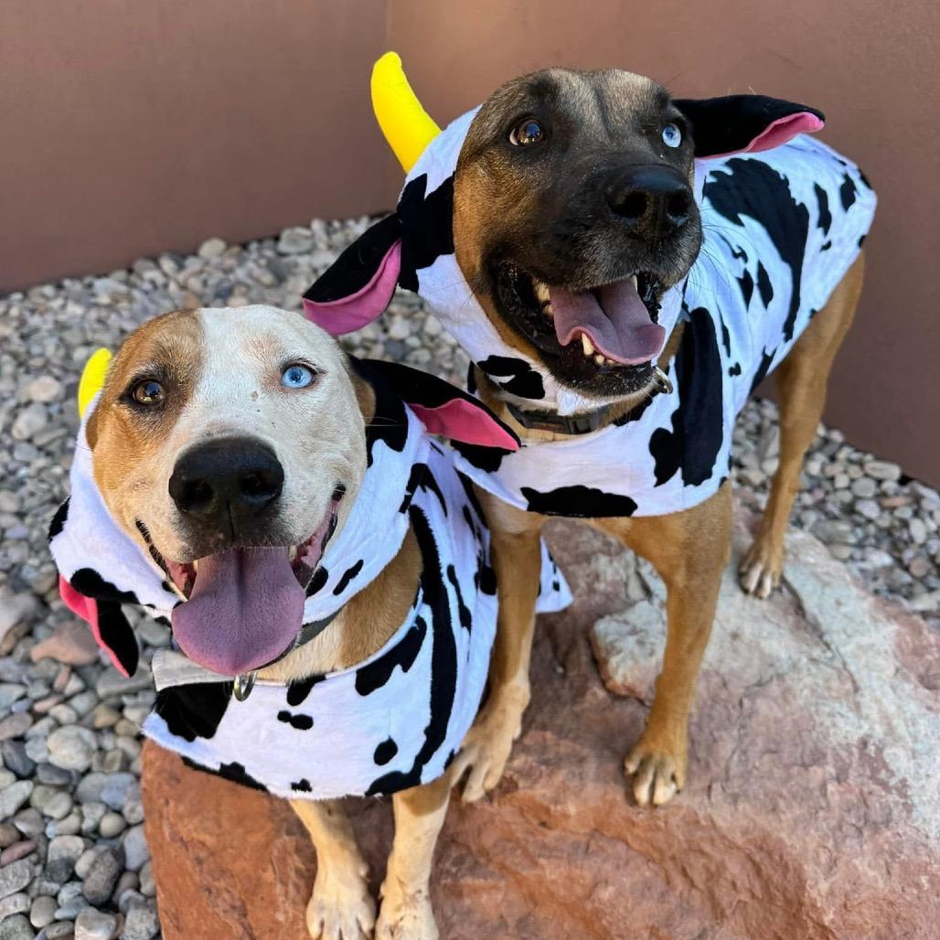 Enlarge Chickadee, a Adoptable mixed breed in Kanab, UT image 6/6