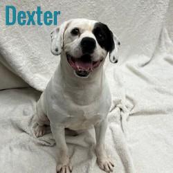 Enlarge Dexter, a Adopted mixed breed in Pleasantville, NJ image 1/1