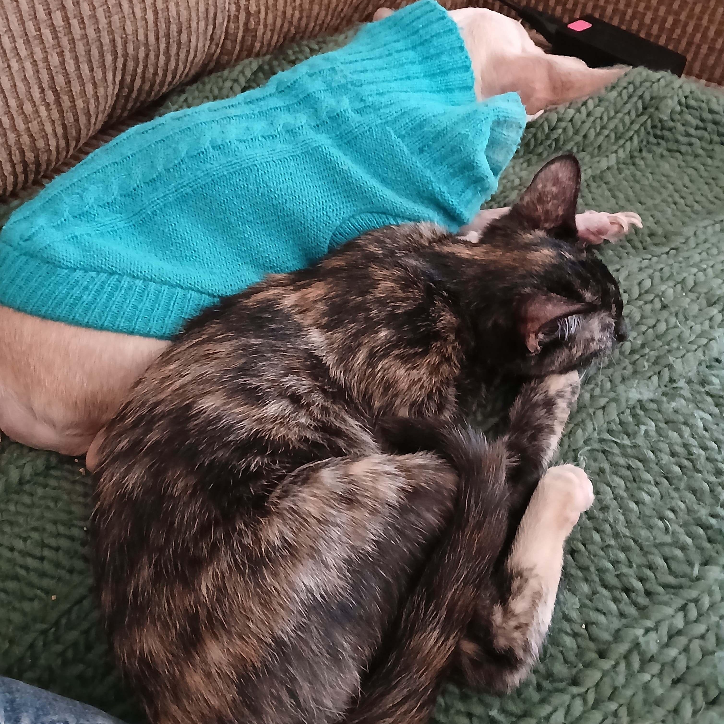 Enlarge Maribelle, a Adoptable Tortoiseshell in Colfax, CA image 2/5