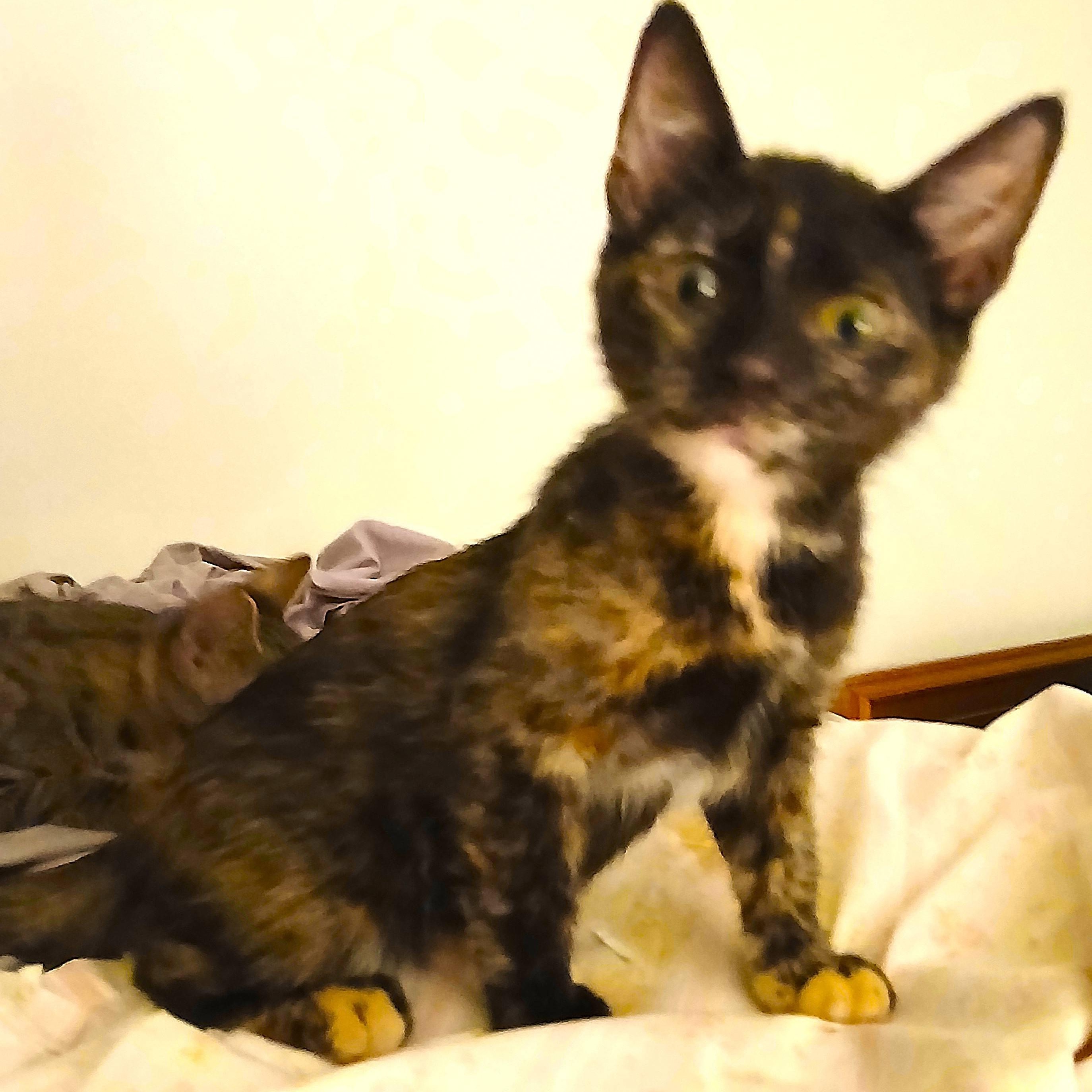 Enlarge Maribelle, a Adoptable Tortoiseshell in Colfax, CA image 3/5
