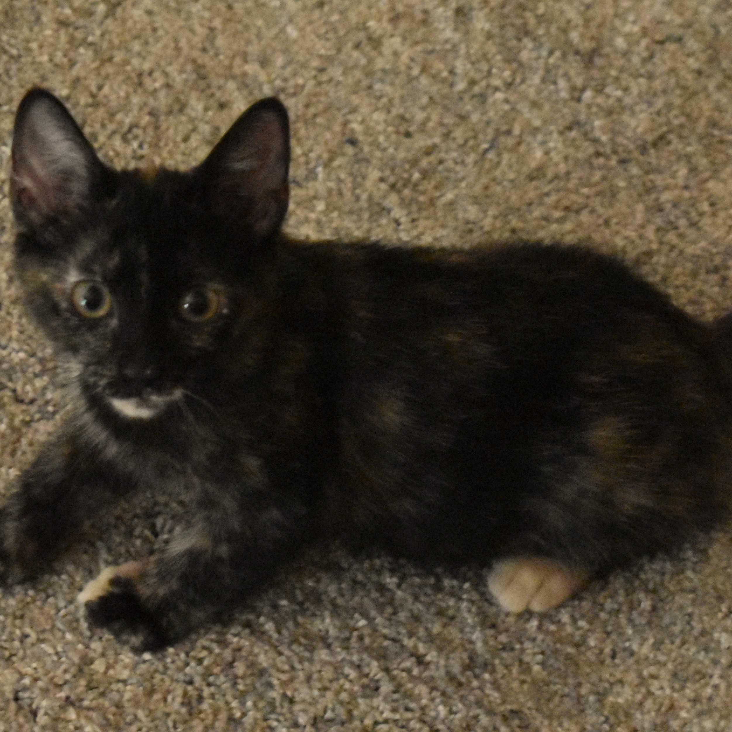 Enlarge Maribelle, a Adoptable Tortoiseshell in Colfax, CA image 4/5