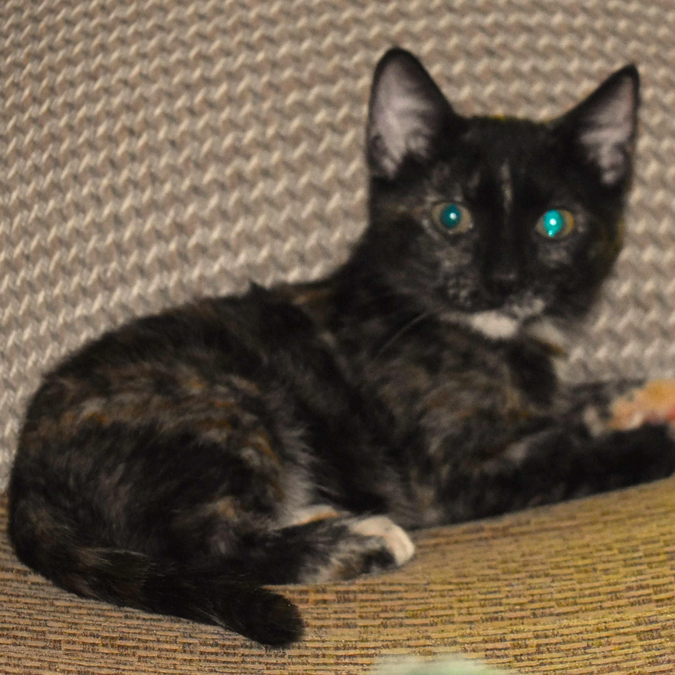 Enlarge Maribelle, a Adoptable Tortoiseshell in Colfax, CA image 5/5
