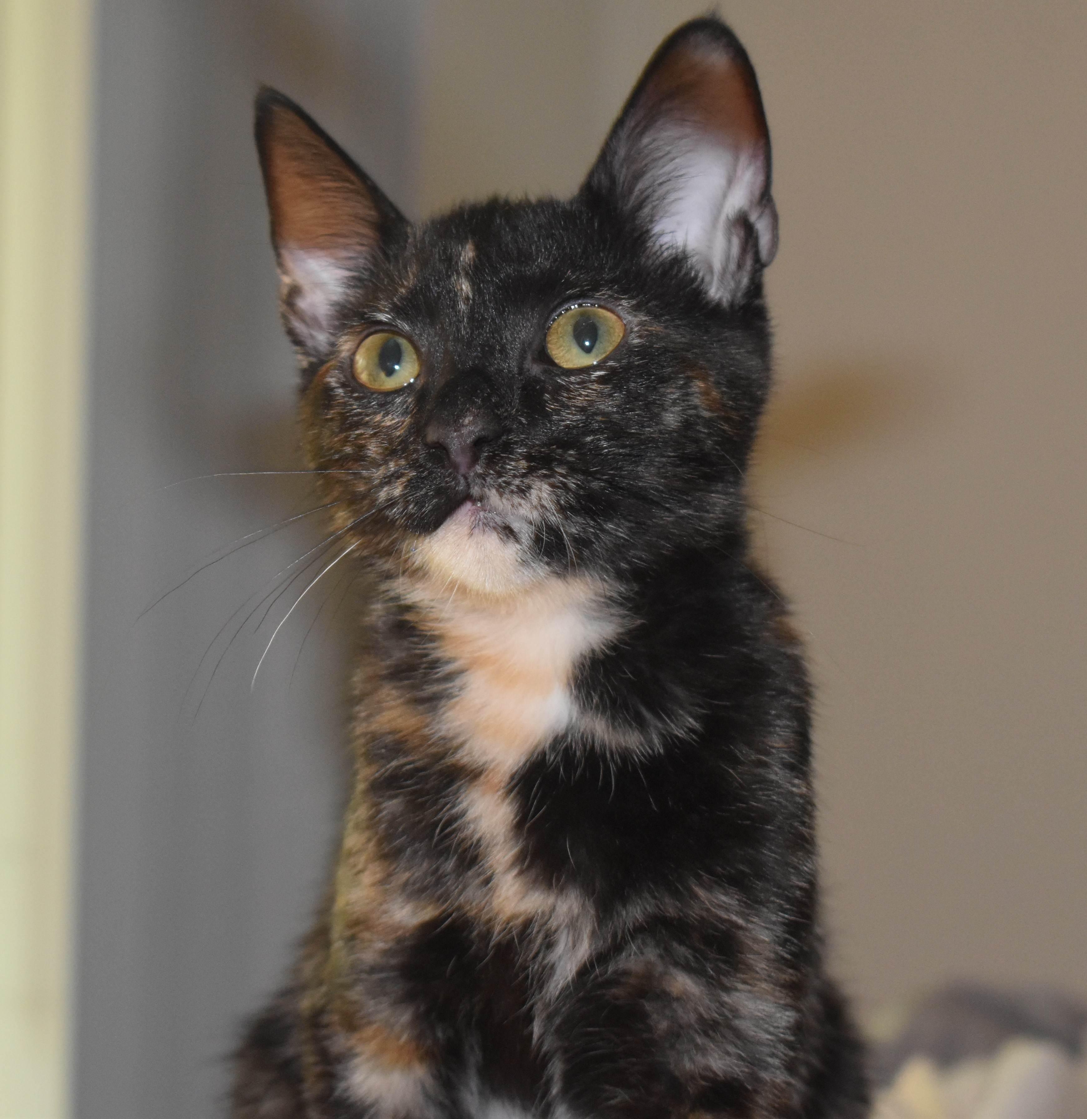 Maribelle, Adoptable, Young Female Tortoiseshell.