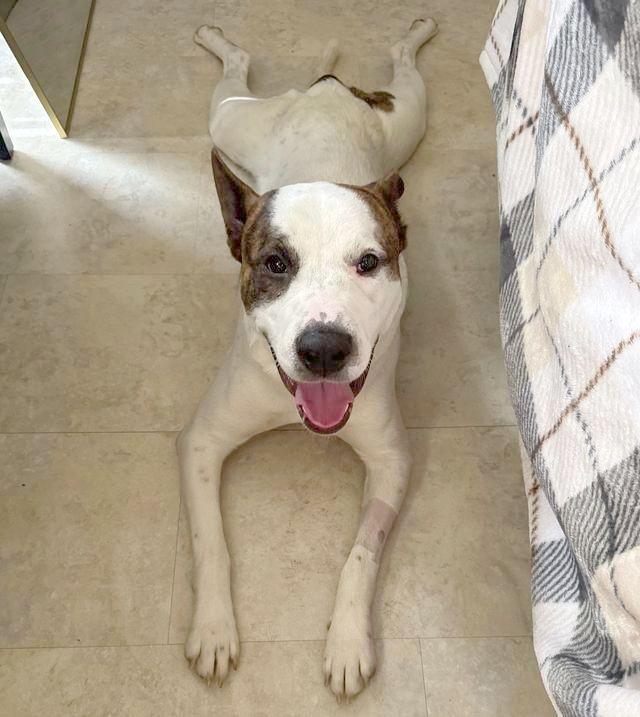 Bryson, Adoptable, Adult Male Hound & Labrador Retriever.