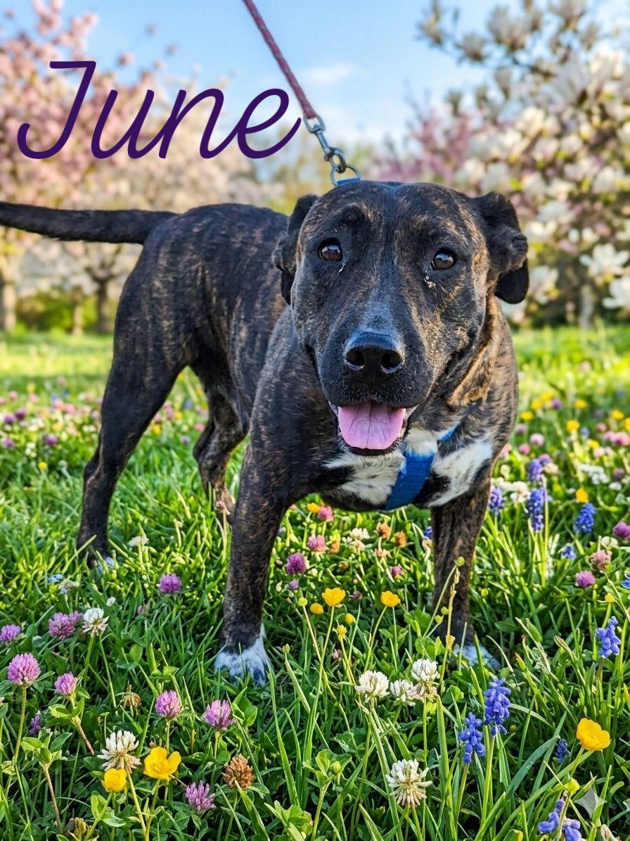 June, ADOPTABLE, Young Female Cattle Dog & Boxer.