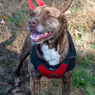 Macy - sweet & playful, Adoptable, Young Female Terrier.