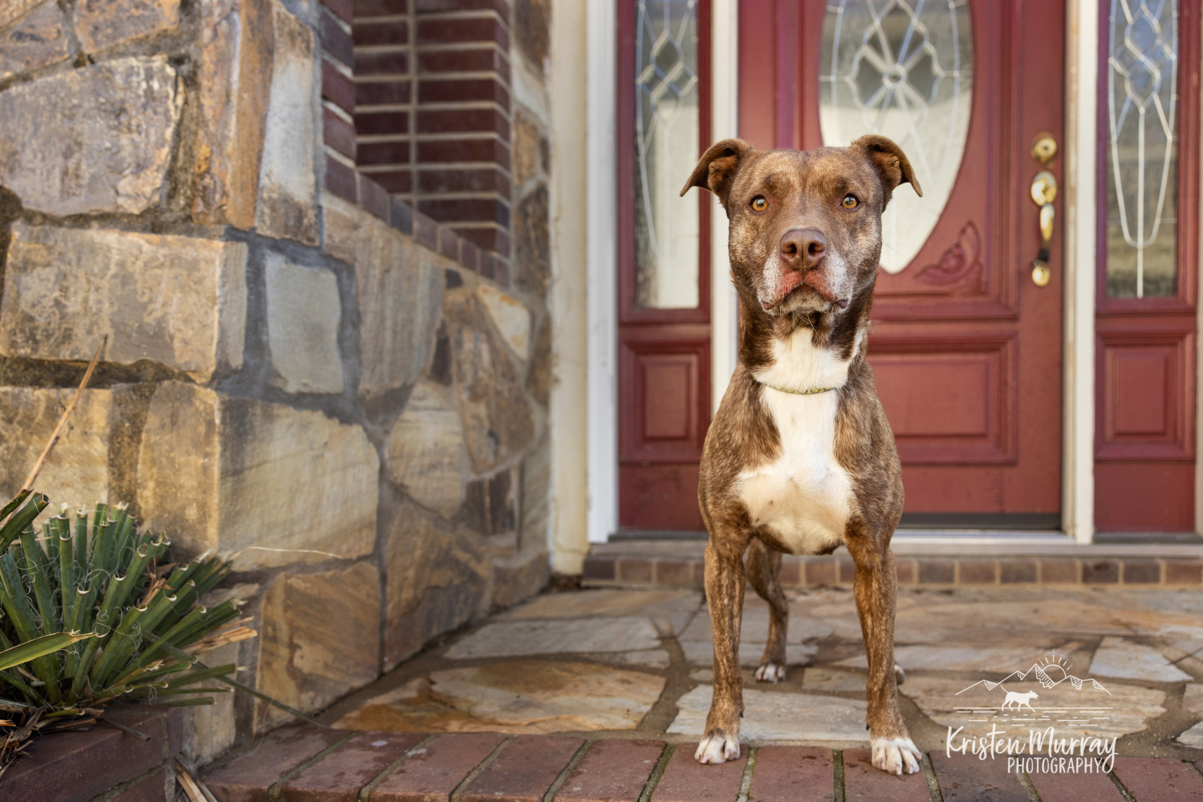 Macy - sweet & playful, a Adoptable mixed breed in Midlothian, VA image 3/6