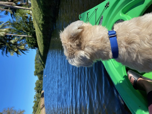 Enlarge Wizard, a Adopted Wheaten Terrier in Palmetto Bay, FL image 5/6
