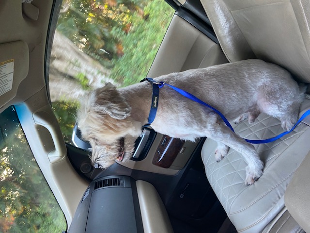 Enlarge Wizard, a Adopted Wheaten Terrier in Palmetto Bay, FL image 2/6